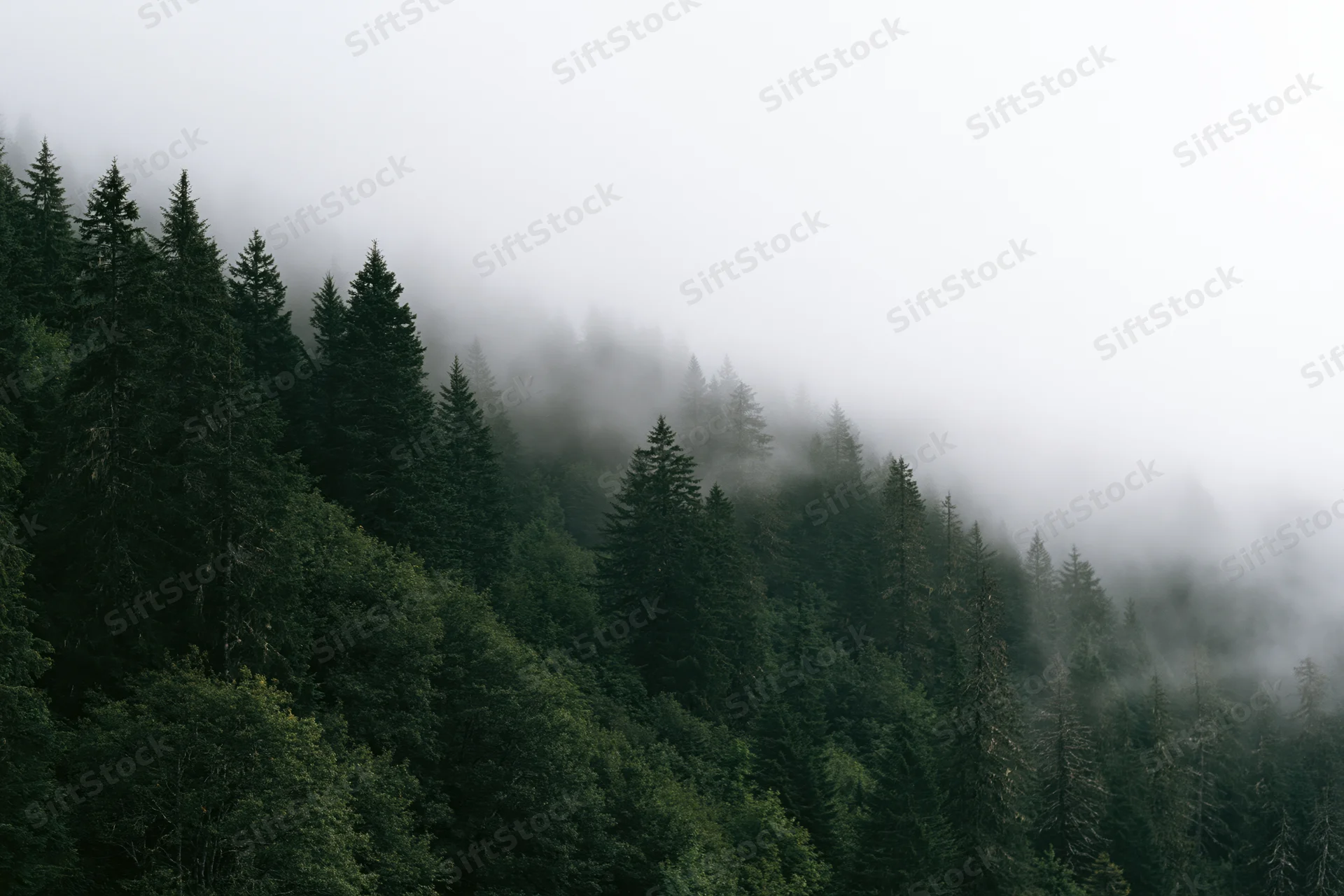 Dense conifer and deciduous forest covering a mountain slope in fog