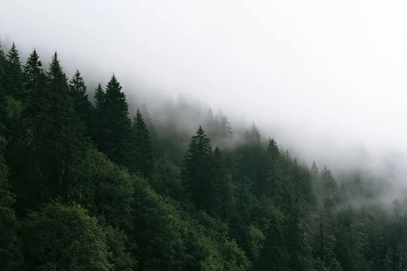 Dense conifer and deciduous forest covering a mountain slope in fog