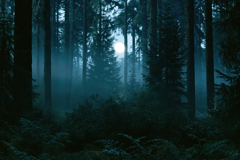 Full moon glowing through dense conifer trees in a misty forest at night