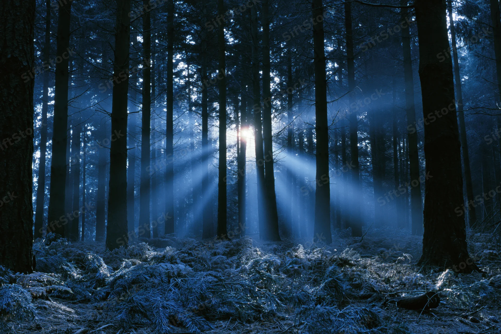 Moonlight beams through dense conifer forest at night, illuminating misty snow-covered ground
