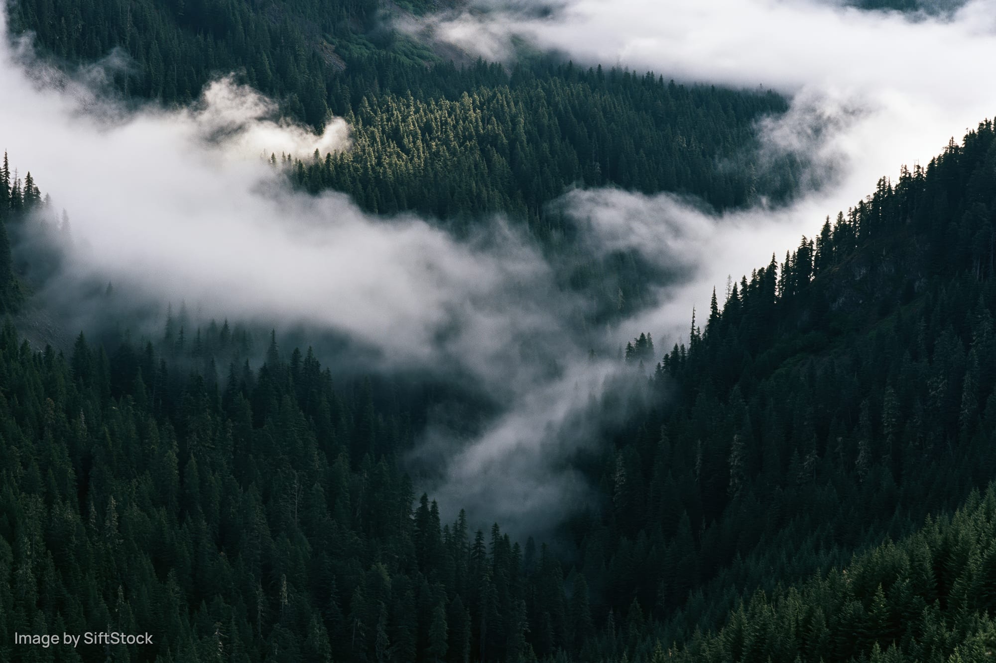 Dense conifer forest covering steep mountain valley slopes with fog drifting through the trees