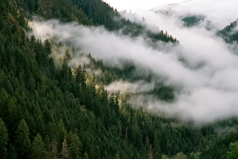 Dense conifer forest covering steep mountain valley slopes with mist drifting through the trees