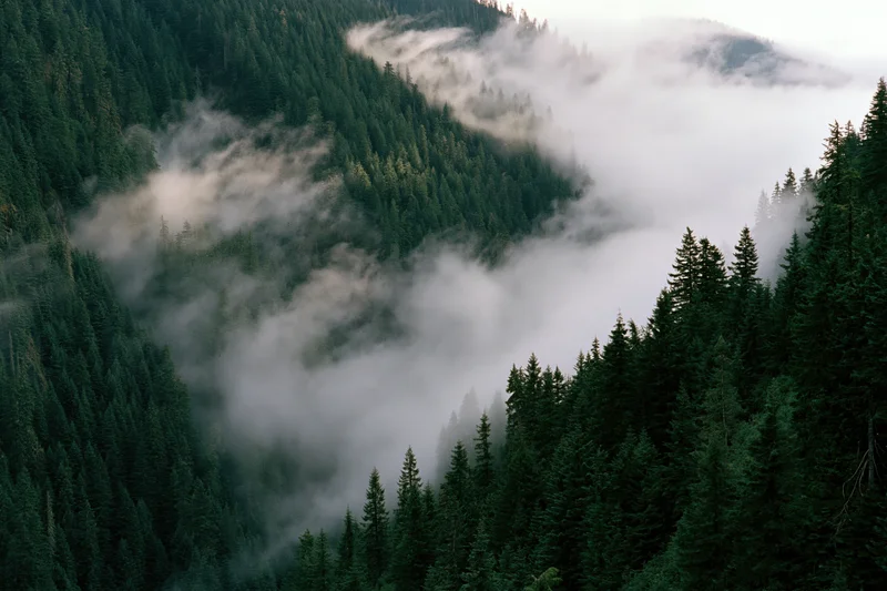 Dense conifer forest covering steep mountain valley slopes with mist drifting through the trees