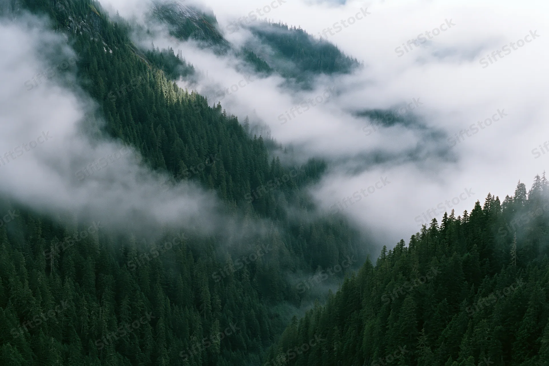 Dense conifer forest covering steep mountain valley slopes with fog drifting through the trees