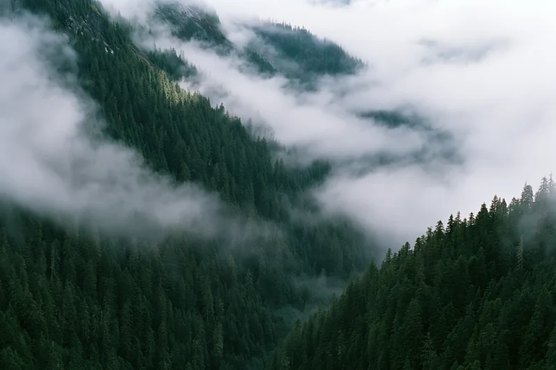 Dense conifer forest covering steep mountain valley slopes with fog drifting through the trees