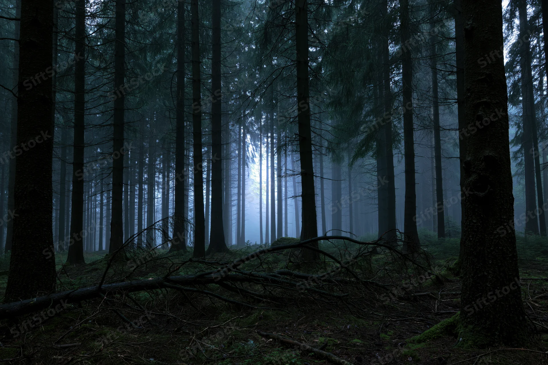 Dense conifer forest interior at dusk with tall dark tree trunks and fog