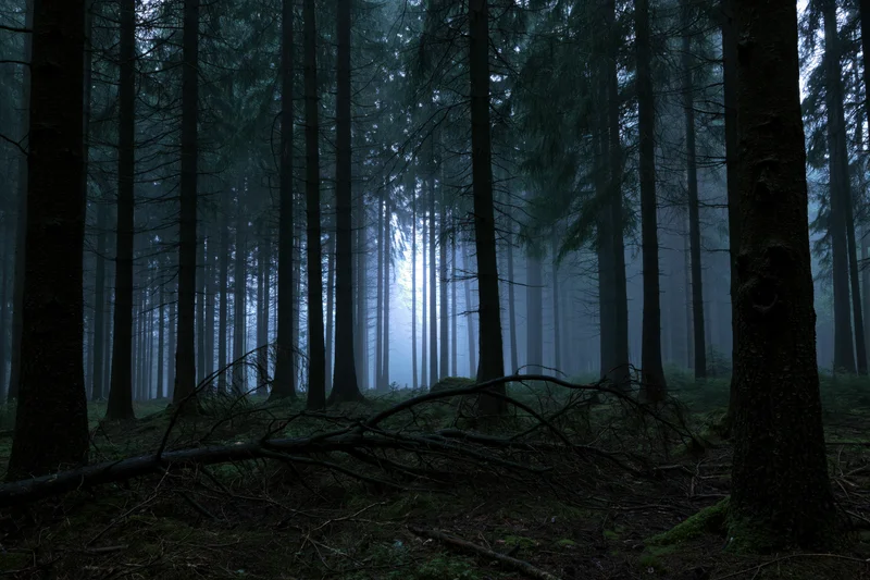 Dense conifer forest interior at dusk with tall dark tree trunks and fog