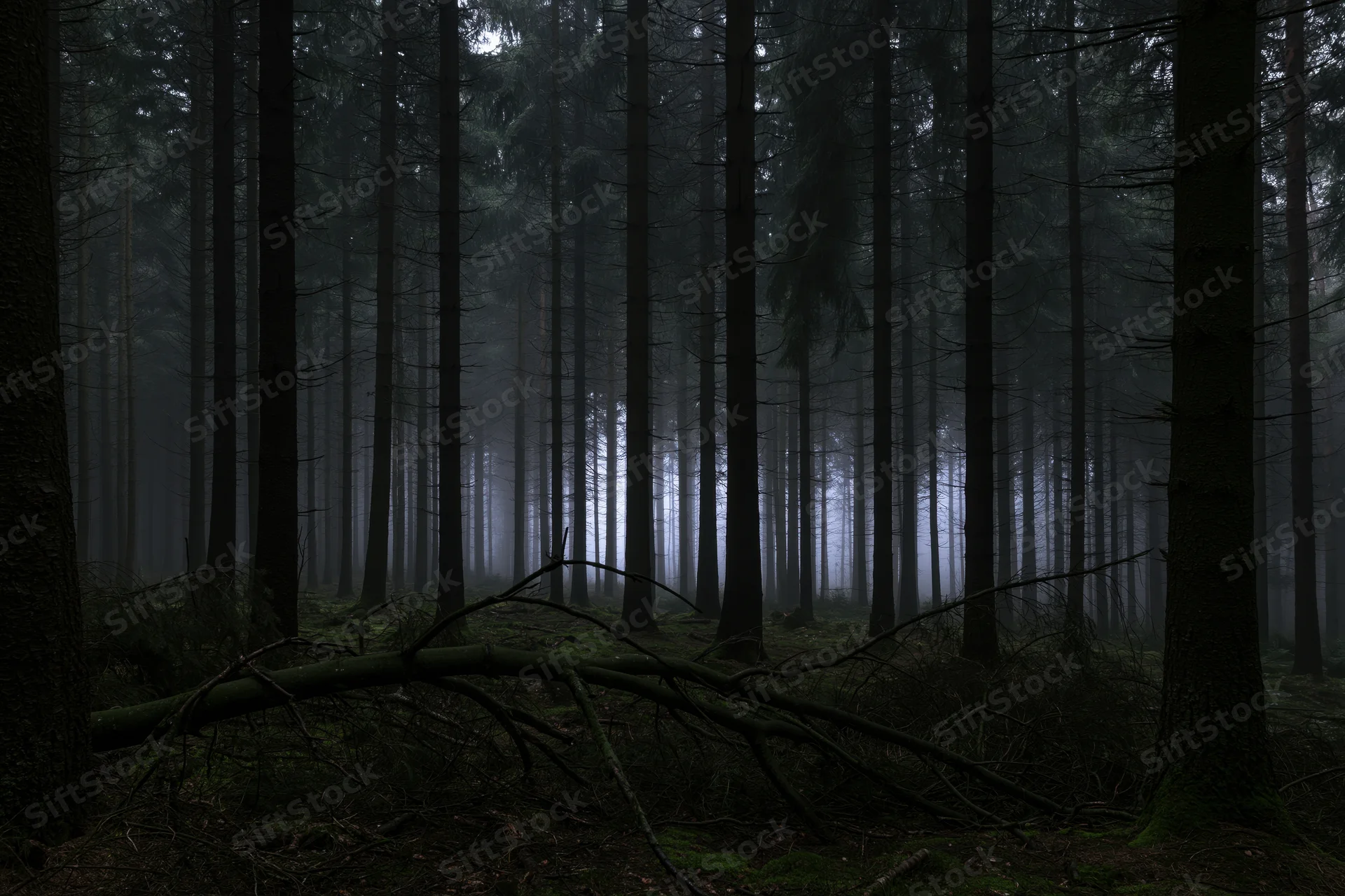 Dense conifer forest interior at dusk with tall dark tree trunks and misty atmosphere