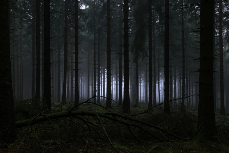 Dense conifer forest interior at dusk with tall dark tree trunks and misty atmosphere