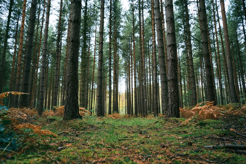 Dense conifer forest interior with tall straight pine trunks receding into the distance, moss and ferns on the forest floor