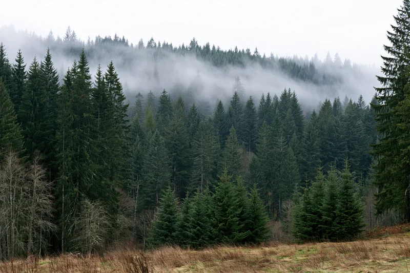 Dense conifer forest on a hillside with fog rolling through the trees