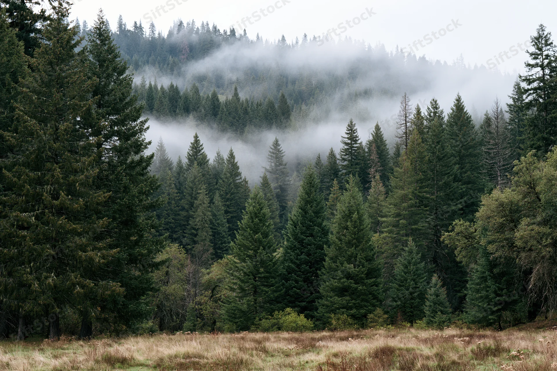 Dense conifer forest on a foggy hillside with mist rolling through the trees