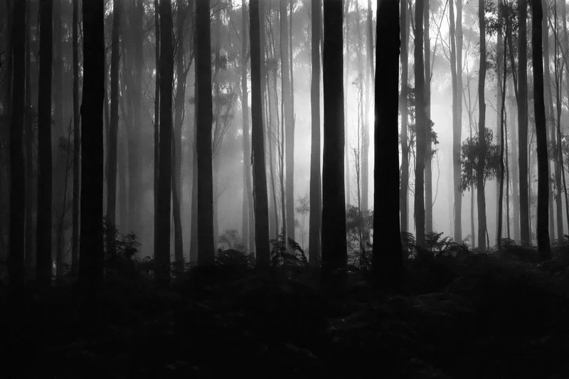 Dense eucalyptus forest at night shrouded in fog with tall trees silhouetted against diffused light