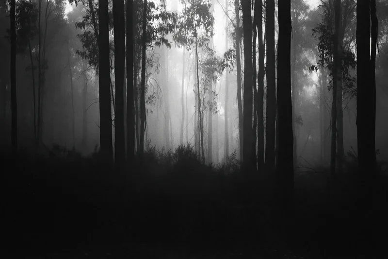 Dense eucalyptus forest at night shrouded in heavy fog with tall trees silhouetted against misty light