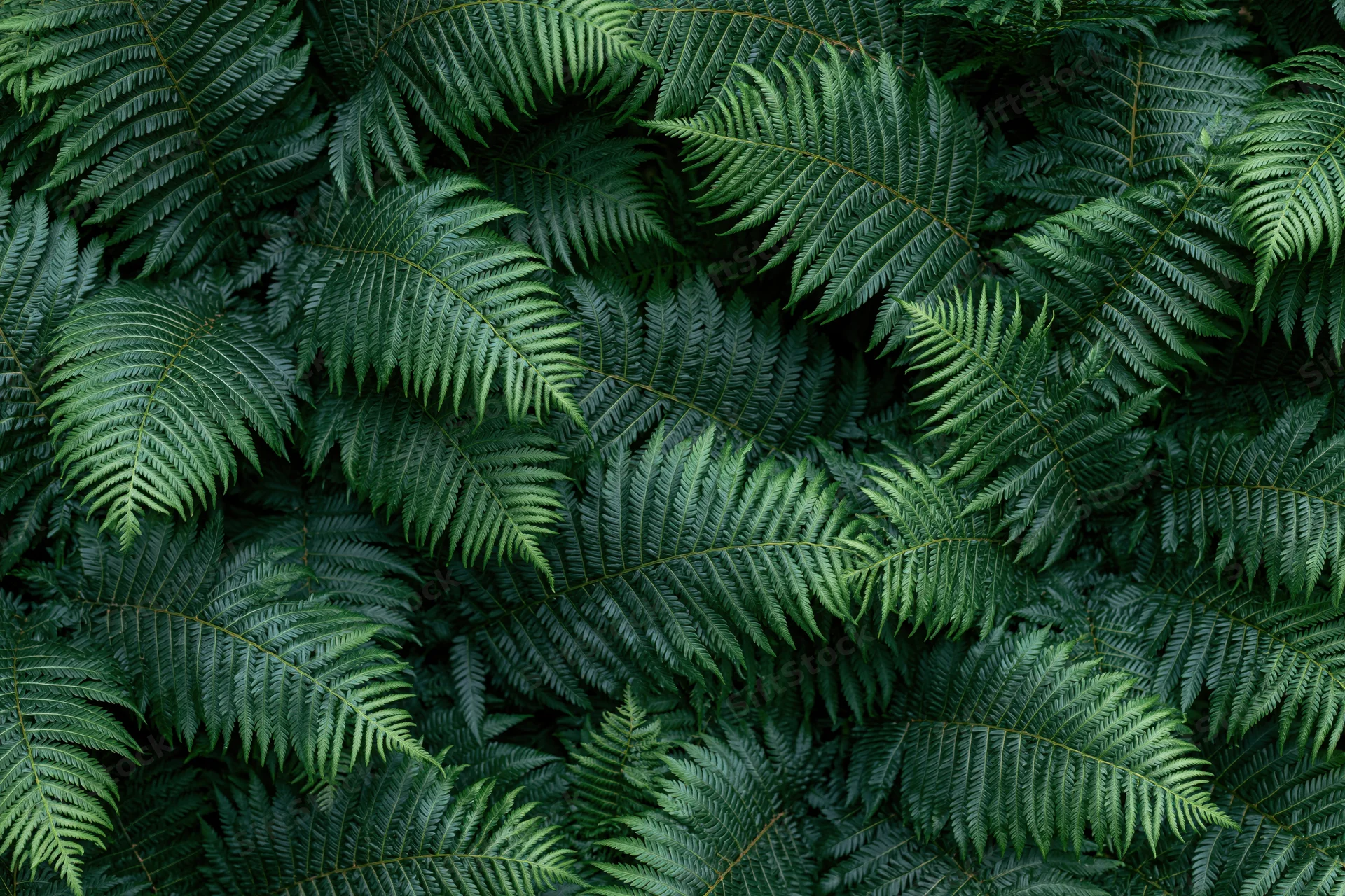 Dense fern foliage filling the frame in an overhead flat lay view
