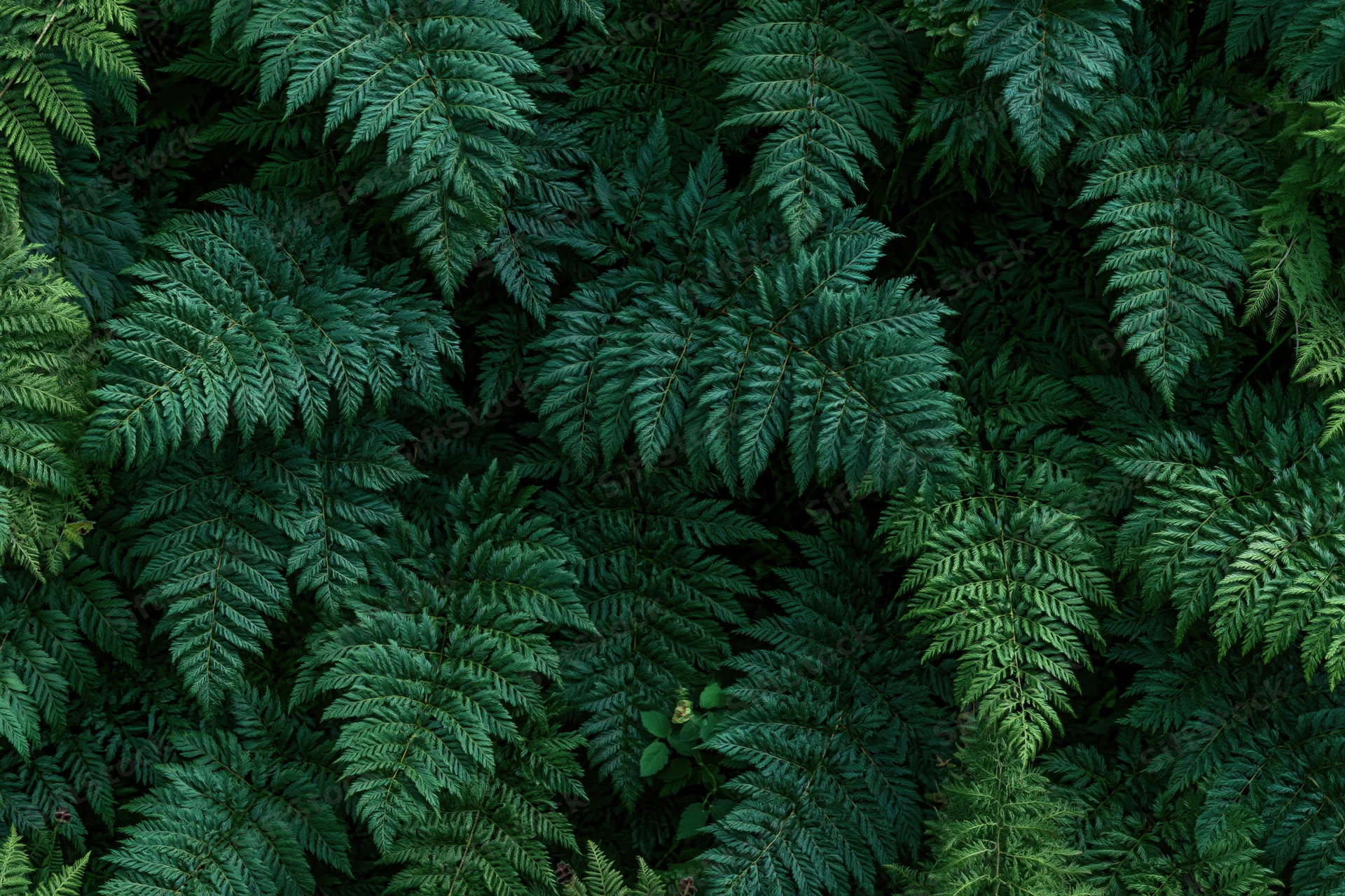 Dense fern foliage filling the frame in a natural outdoor setting