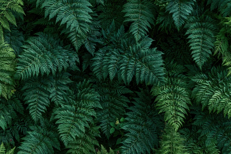 Dense fern foliage filling the frame in a natural outdoor setting