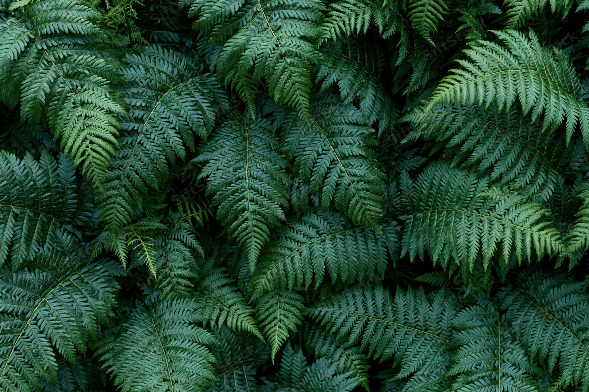 Dense fern foliage filling the frame in a natural outdoor setting