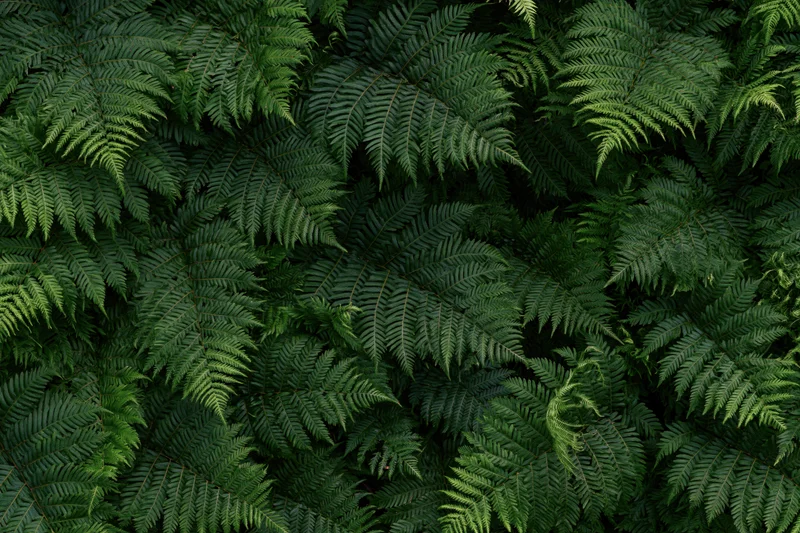 Dense fern foliage filling the frame in a natural outdoor setting