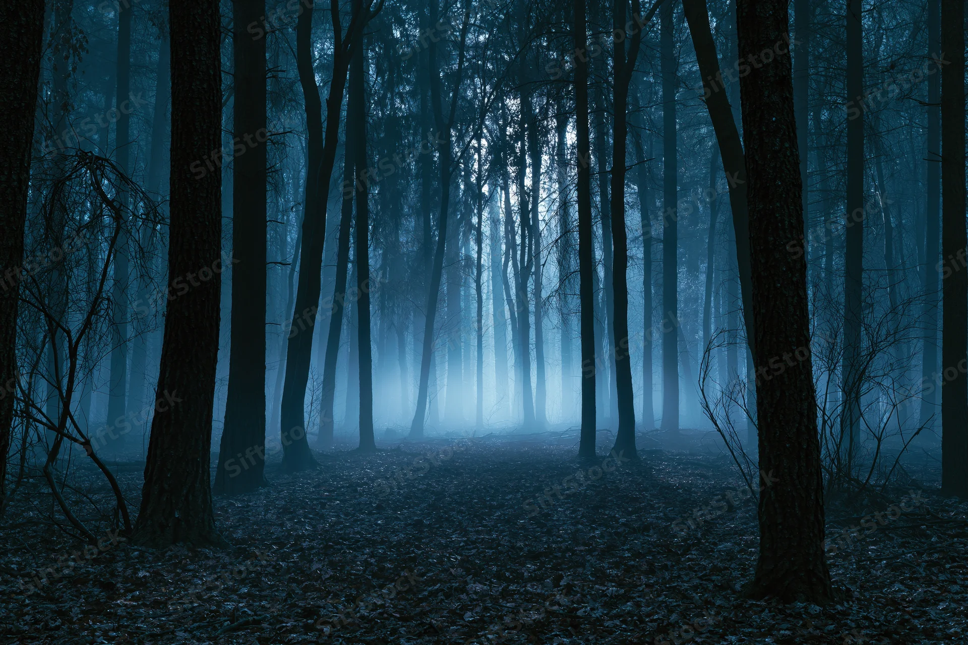 Dense forest at night with tall slender tree trunks receding into misty darkness