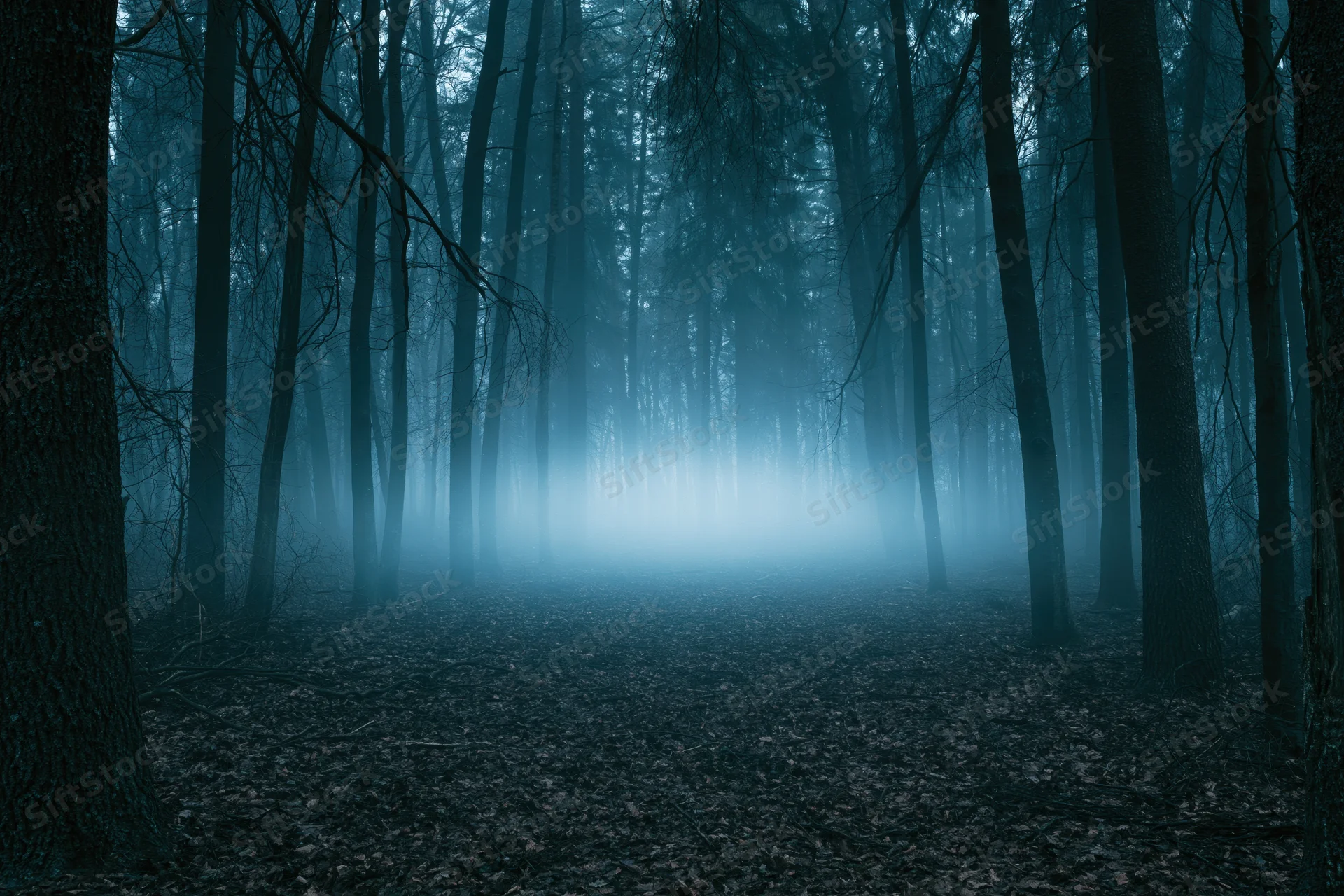Dense forest at night with tall slender tree trunks receding into fog