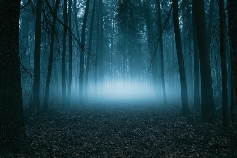 Dense forest at night with tall slender tree trunks receding into fog