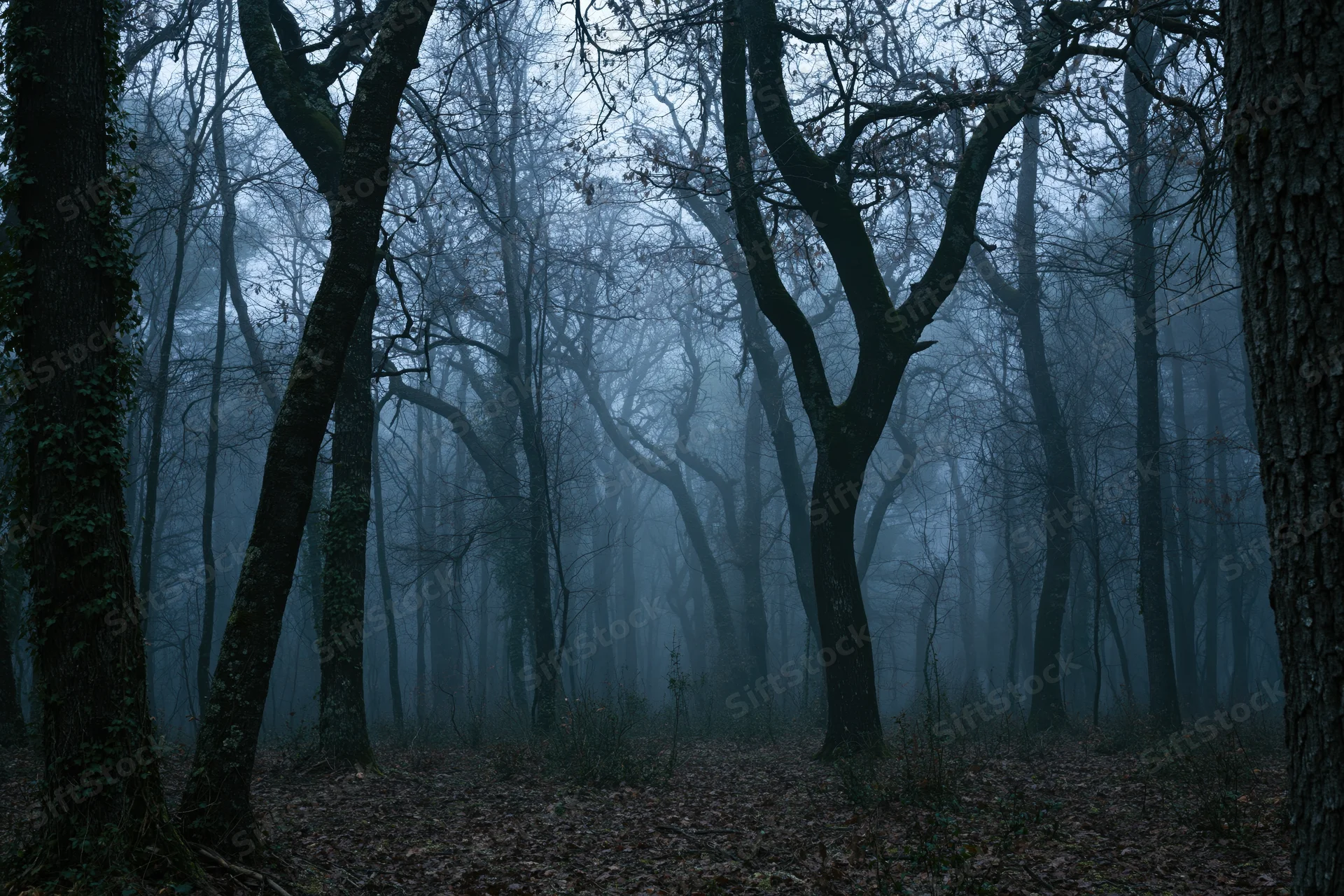 Dense forest of bare trees in fog with fallen leaves on the ground