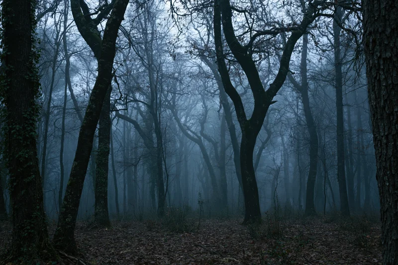 Dense forest of bare trees in fog with fallen leaves on the ground