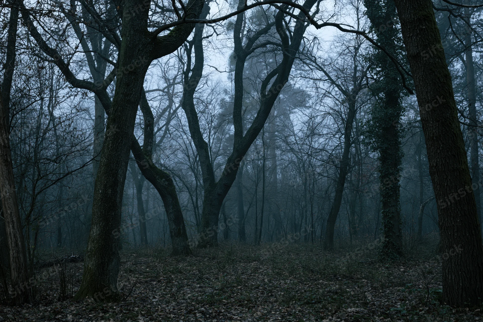 Dense forest interior with gnarled bare trees disappearing into mist