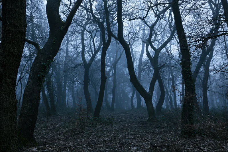 Gnarled bare trees in a misty forest at twilight