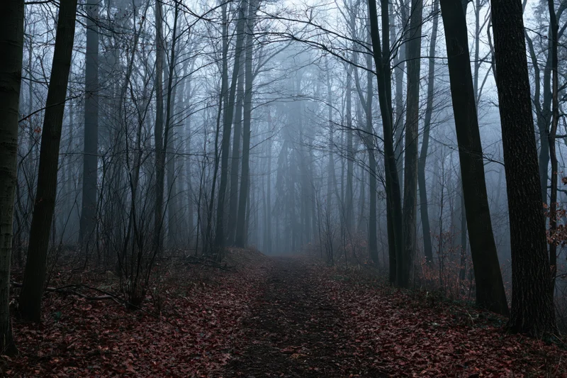 Narrow forest path winding through bare trees into thick fog