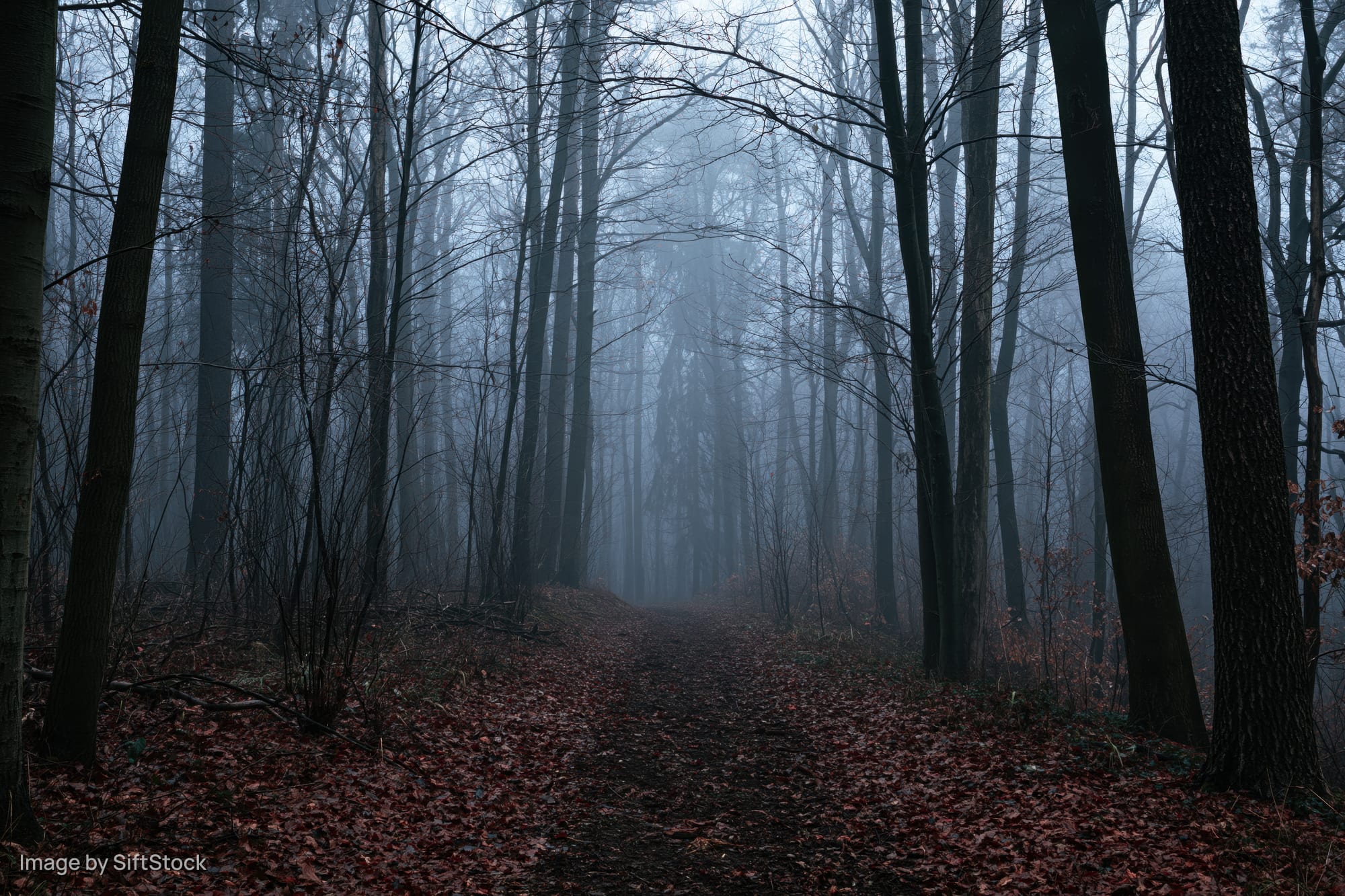 Narrow forest path winding through bare trees into thick fog