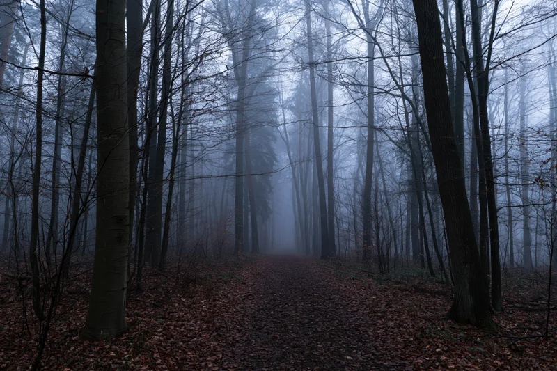 Foggy forest path lined with bare deciduous trees leading into misty distance