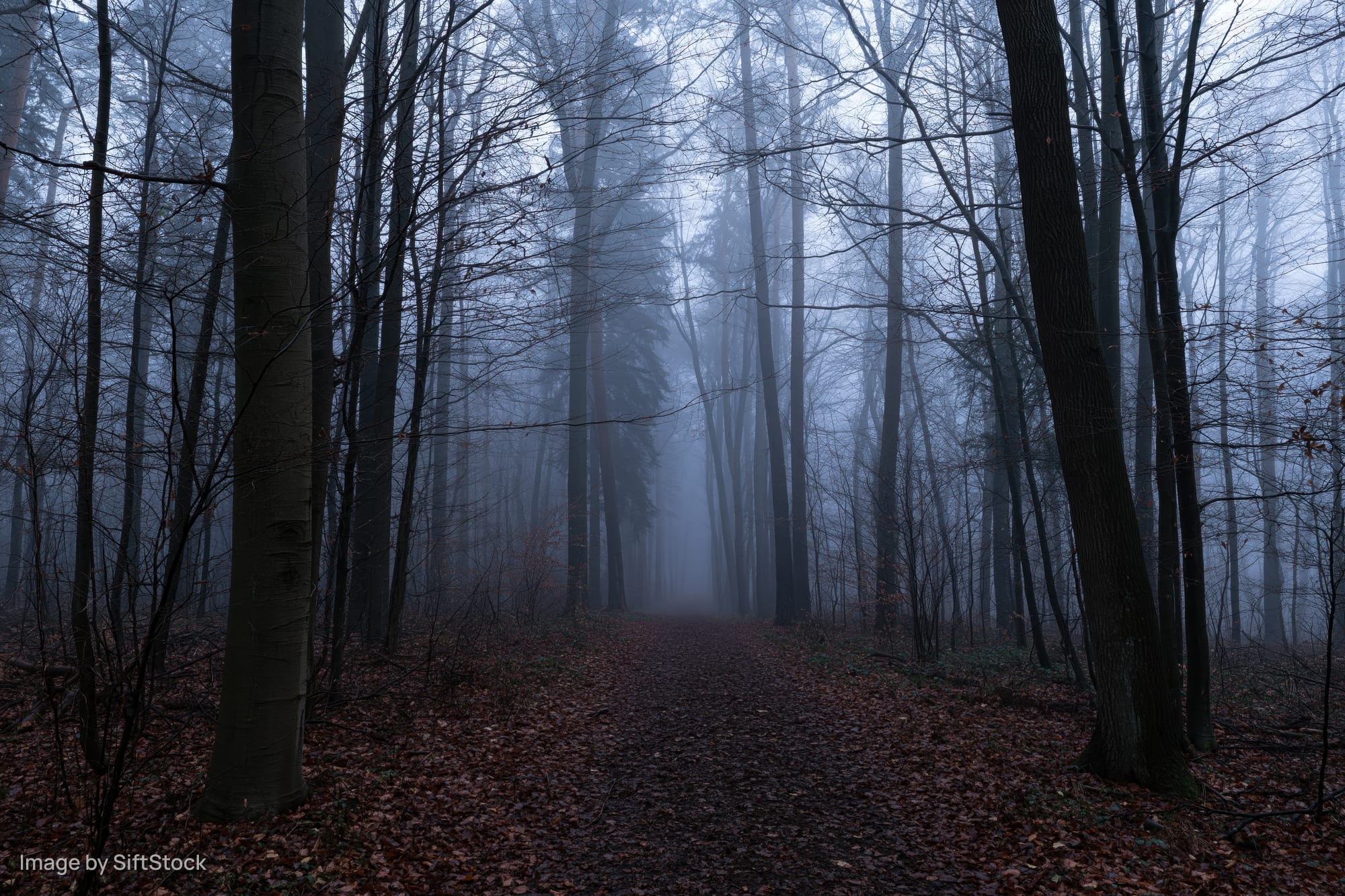Foggy forest path lined with bare deciduous trees leading into misty distance