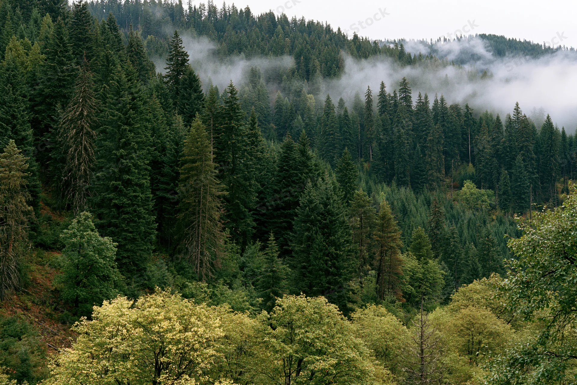 Dense evergreen forest on misty mountainside with layered trees and fog drifting through canopy