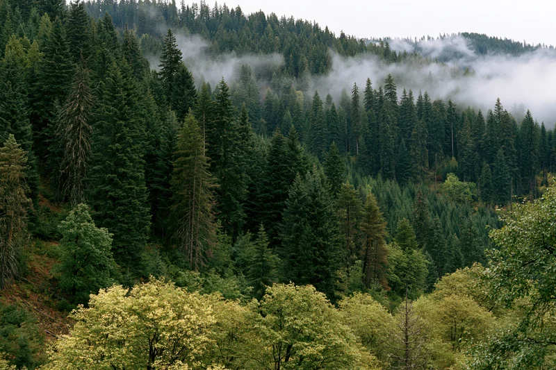 Dense evergreen forest on misty mountainside with layered trees and fog drifting through canopy