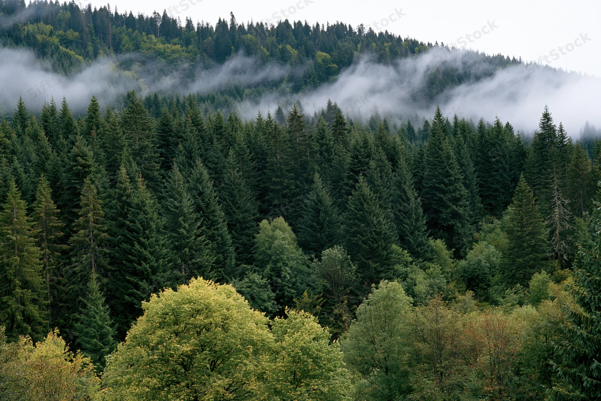 Dense mountain forest of spruce and fir trees under misty sky with autumn foliage in foreground