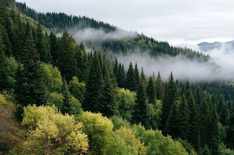 Dense mountain forest of spruce and fir trees with mist drifting through the valley