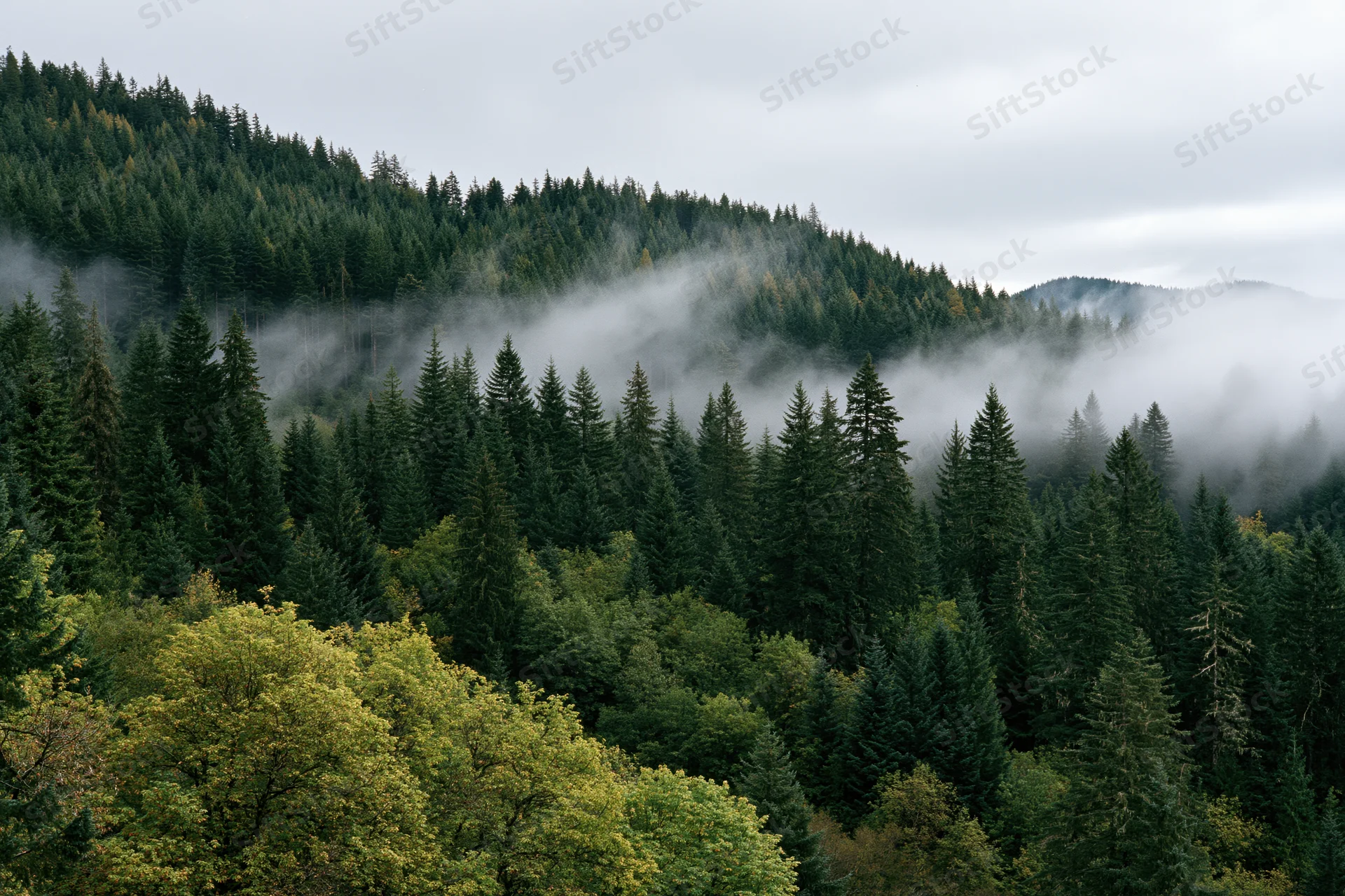 Dense evergreen forest on misty mountains under overcast sky