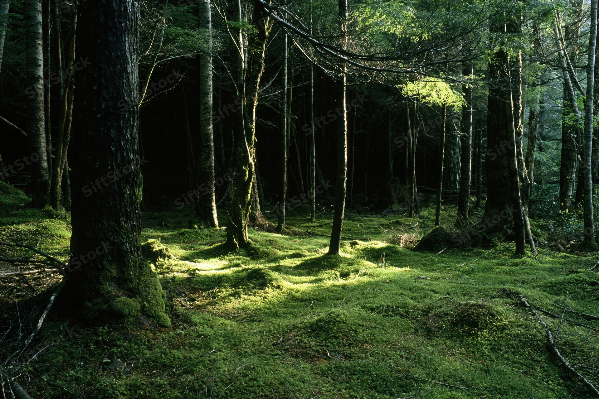 Sunlight filtering through dense old-growth forest trees onto moss-covered forest floor