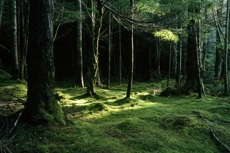 Sunlight filtering through dense old-growth forest trees onto moss-covered forest floor