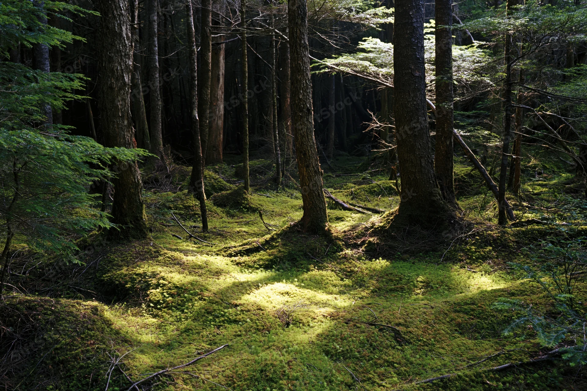 Sunlight filtering through tall trees onto a moss-covered forest floor in an old-growth woodland