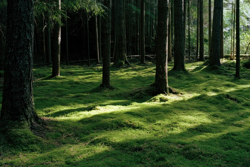 Dense forest interior with moss-covered ground and dappled sunlight filtering through tall trees