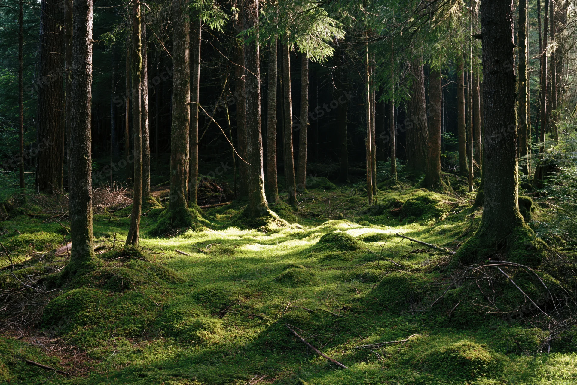 Dense old-growth forest interior with moss-covered ground and tall trees lit by dappled sunlight