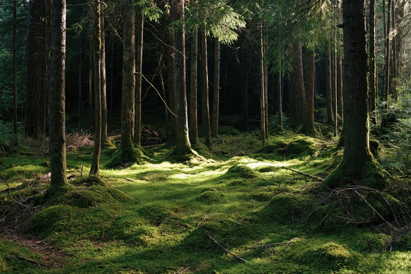Dense old-growth forest interior with moss-covered ground and tall trees lit by dappled sunlight