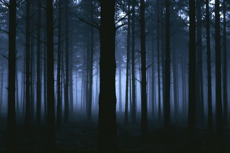 Dense pine forest at night shrouded in heavy fog with tall dark trees silhouetted against misty background