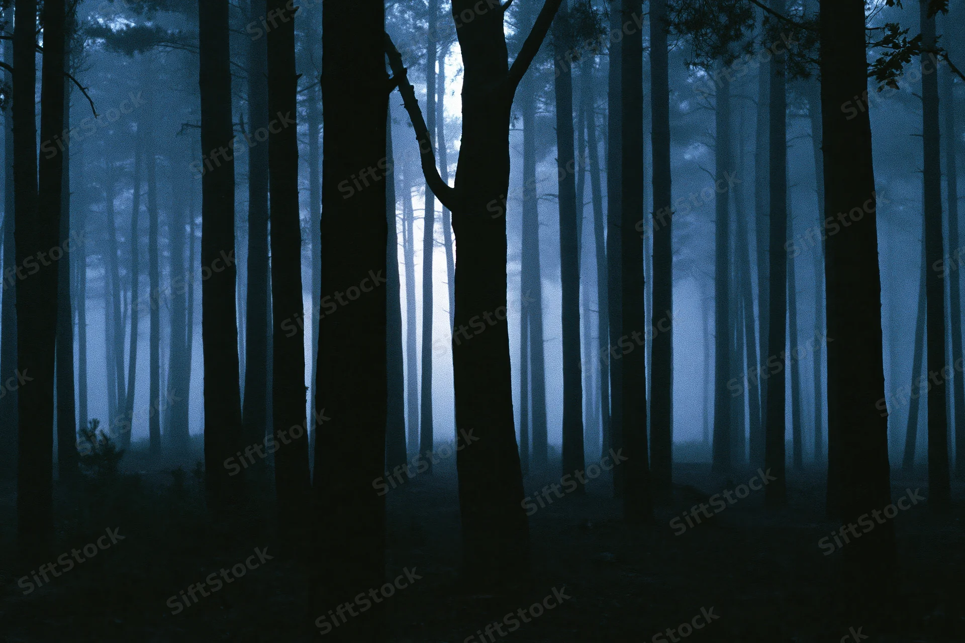 Dense pine forest at night shrouded in heavy fog with tall dark trees silhouetted against misty blue light