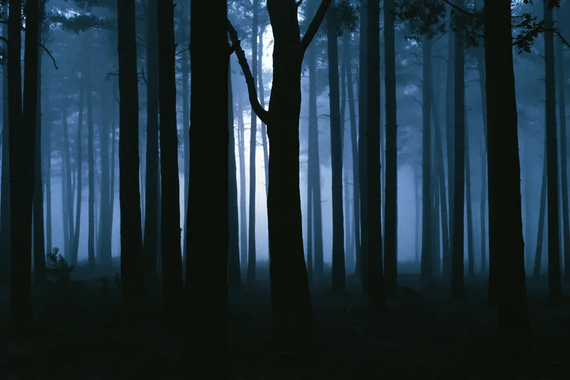 Dense pine forest at night shrouded in heavy fog with tall dark trees silhouetted against misty blue light