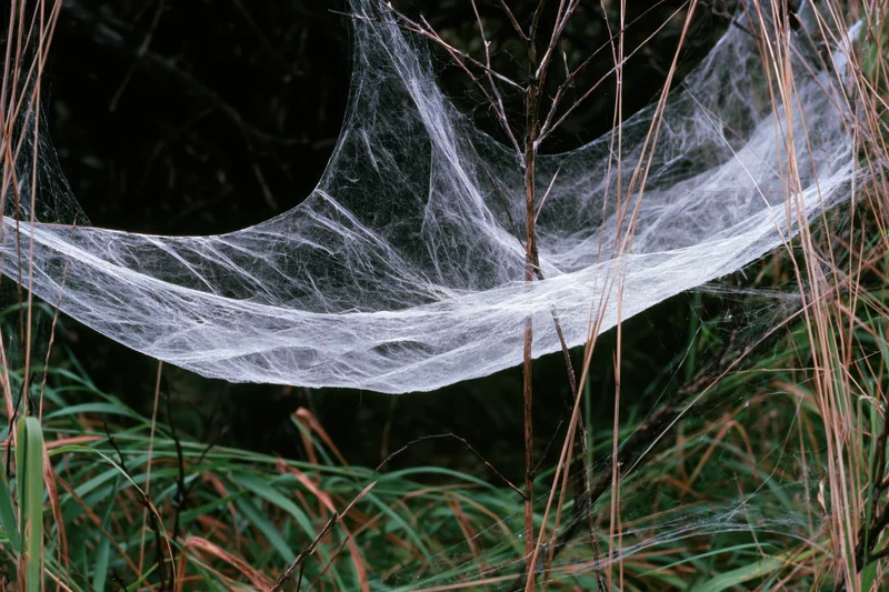 Dense spiderweb draped between thin wild grass stems in a natural outdoor setting