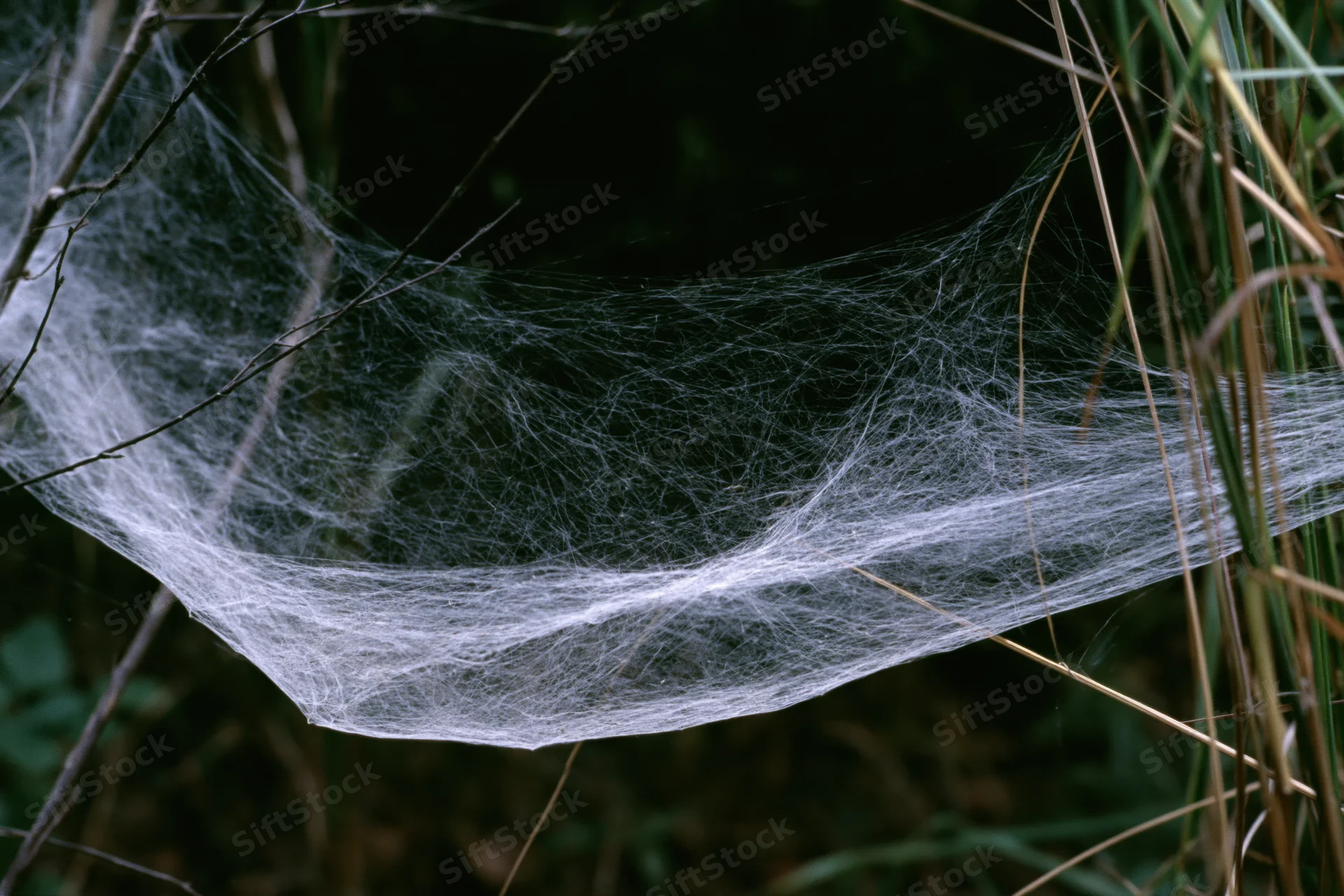 Dense sheet spiderweb draped between thin wild grass stems in a dark forest setting
